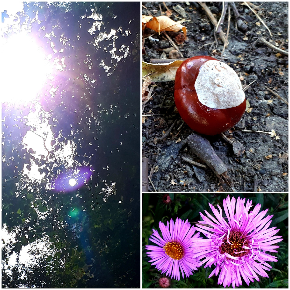 Коллаж автора 21.09.2025г.