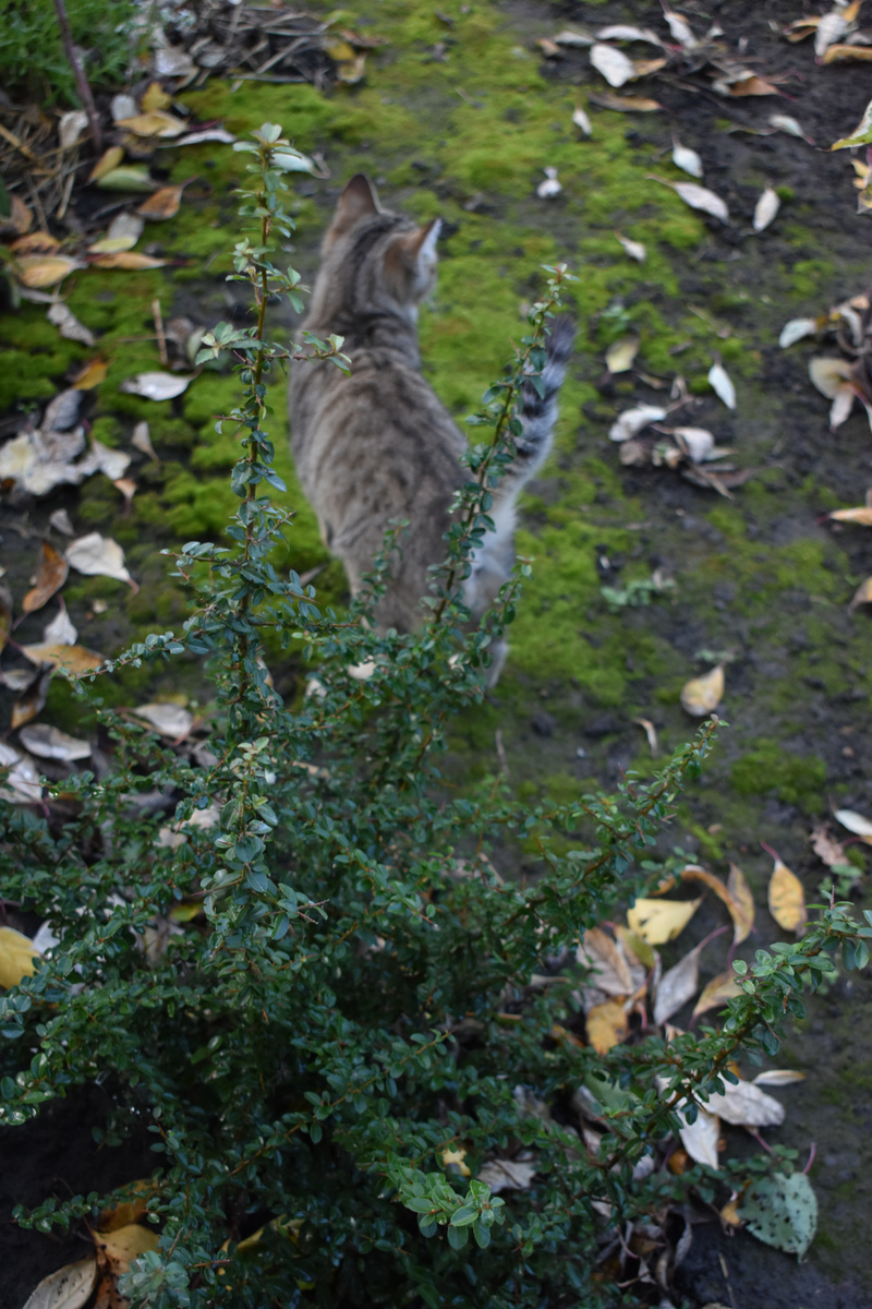 Старая пироканта в прошлом году
