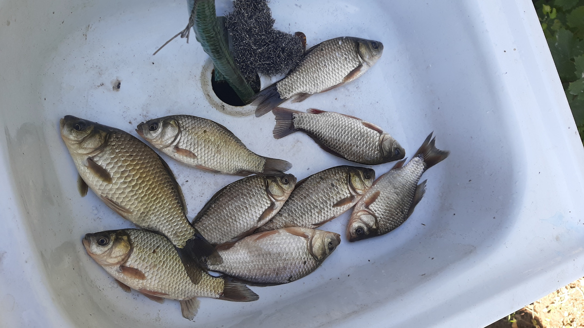 Это те что покрупнее остальные ушли на живца 