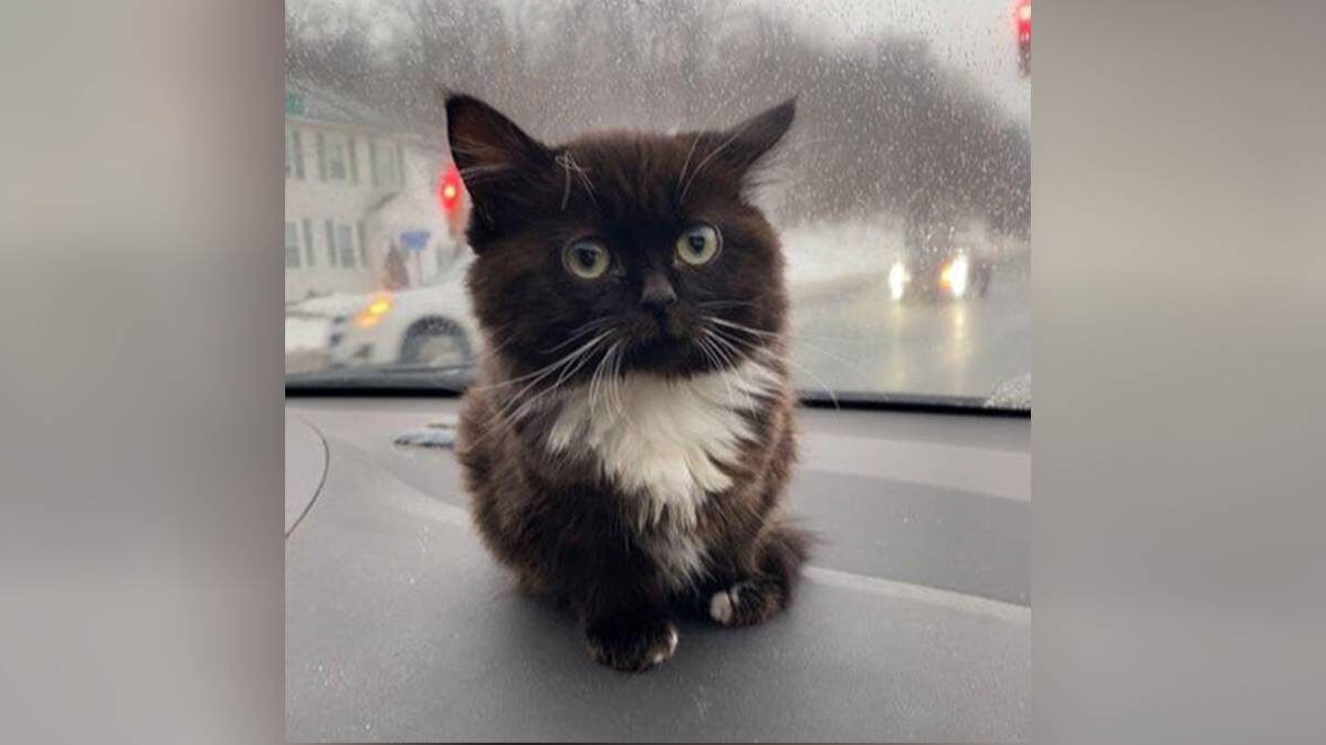    Фото: wikipedia.org