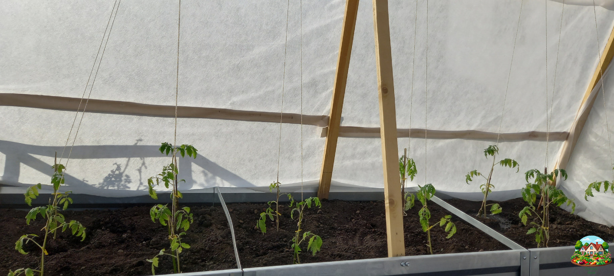 Лимеренс обрел свой дом