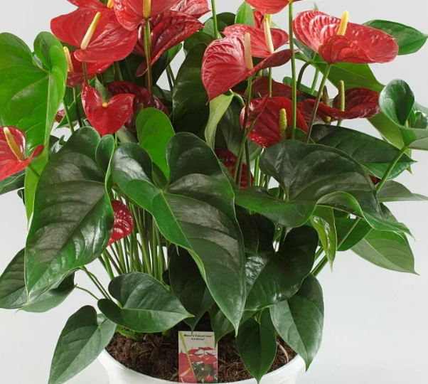 Почему антуриум не цветет и желтеют листья? Разбираем ошибки и даем план спасения тропического красавца