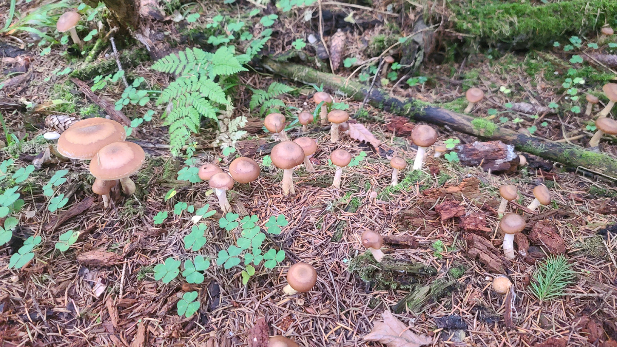 Поздний опёнок луковичноногий уступает вкусовыми качествами другим подвидам осенних опят
