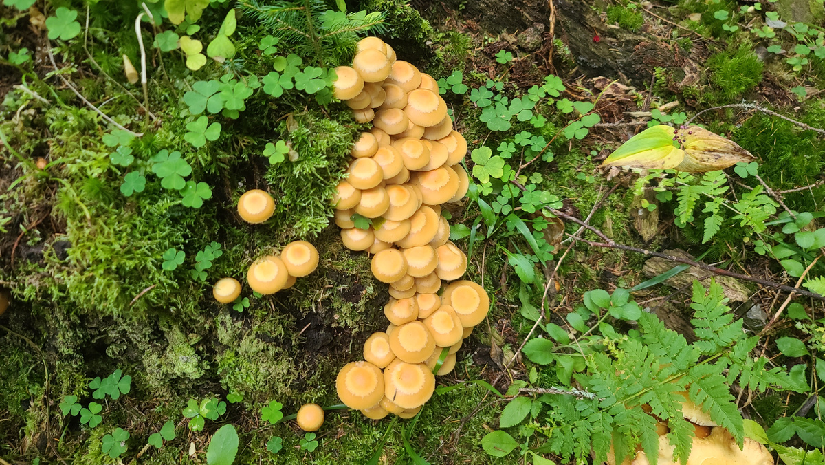 Летние опята тоже сразу высыпали после дождика