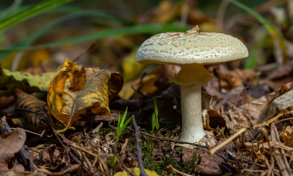   Как распознать грибы-оборотни