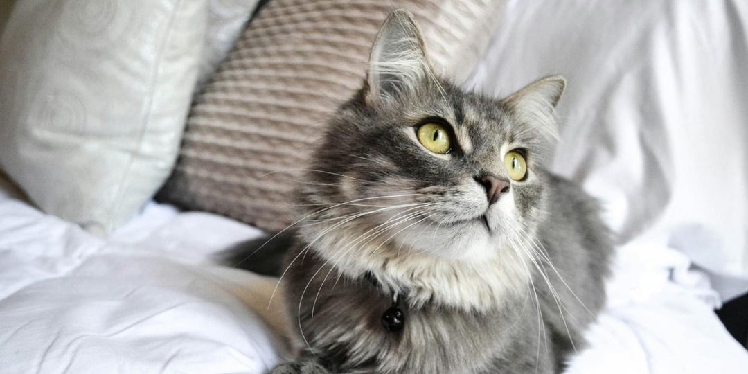 Что приносят в дом серые кошки