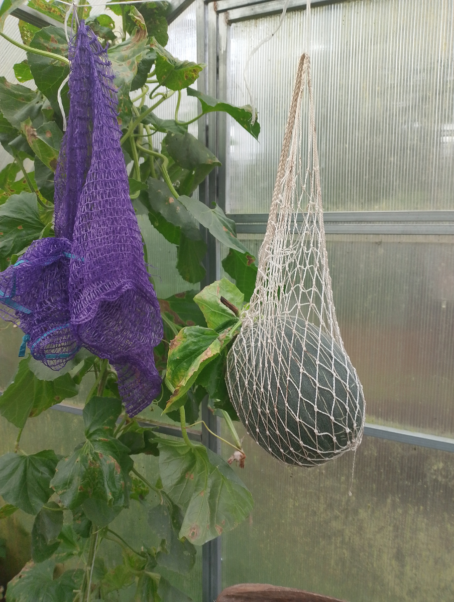 Фото автора. Это в сетках дыньки висят.