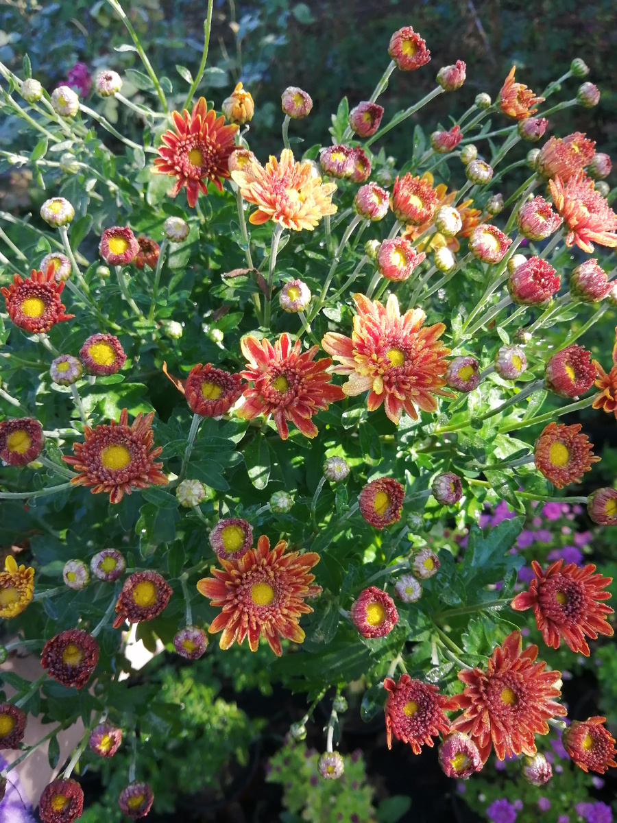 Прекосита Мандарин в литровом горшке