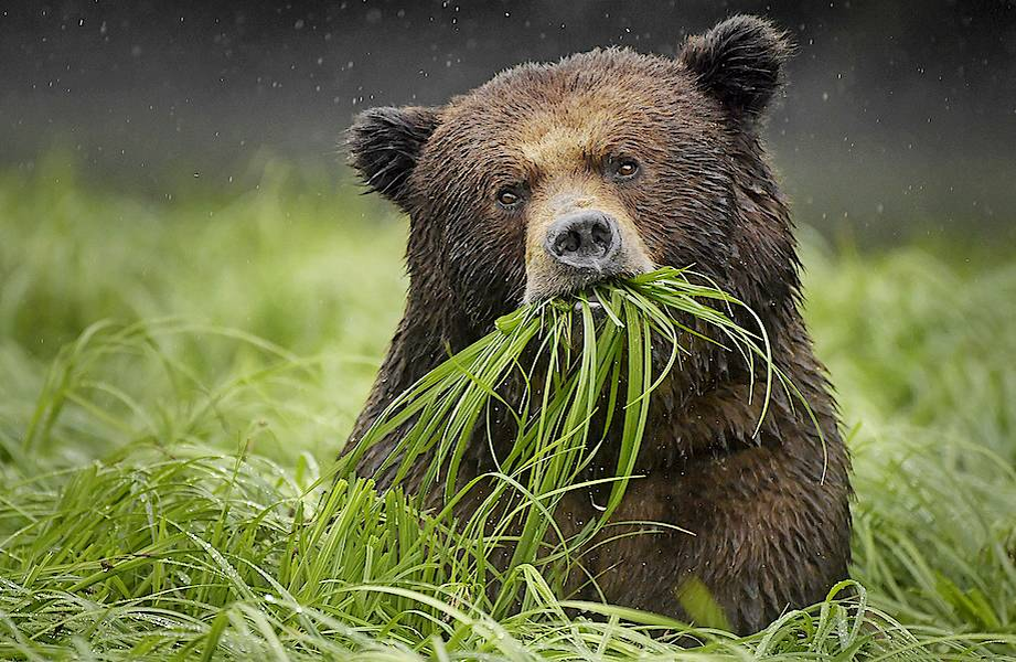 Голод — не тётка. Он и жёсткую траву есть заставит!