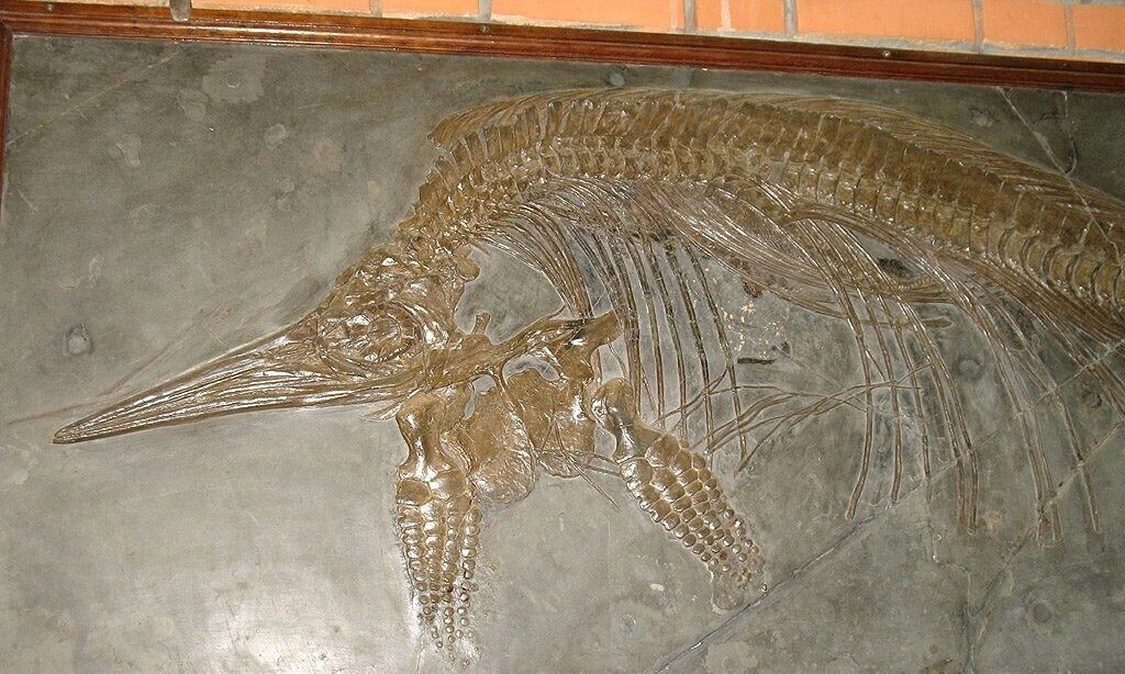     Источник: Alex ammonit.ru