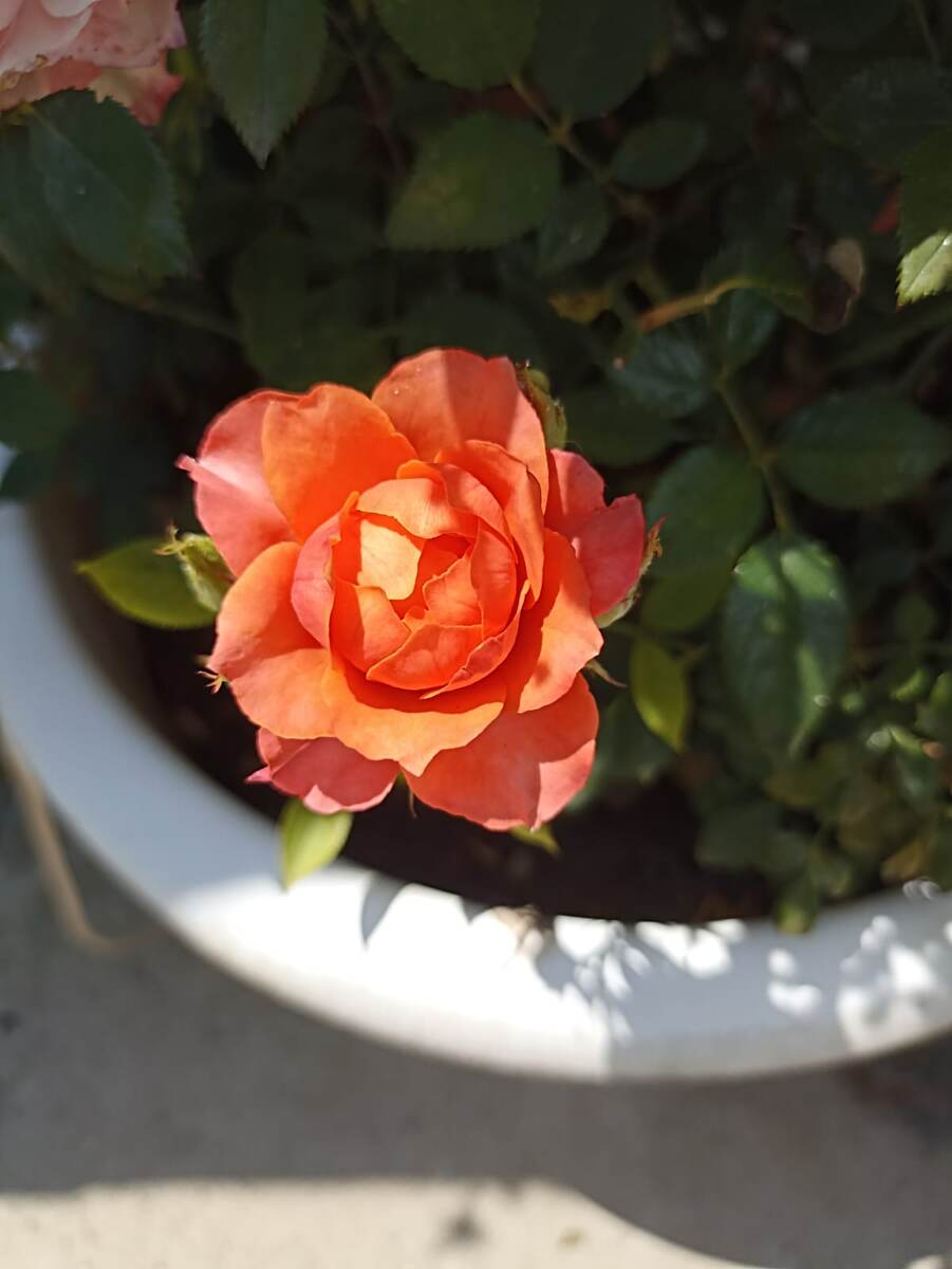 Последний, осени привет.