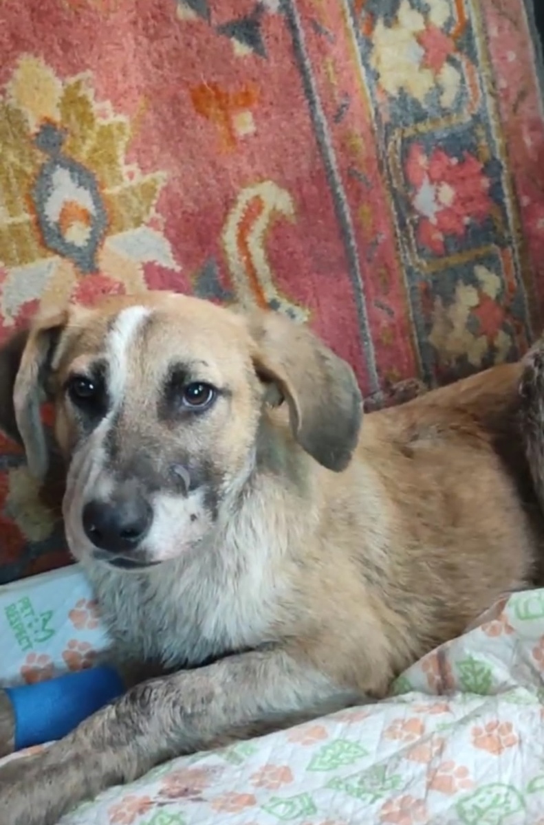 Это Хан. Ещё со скобой, которая фиксирует раздробленную челюсть.