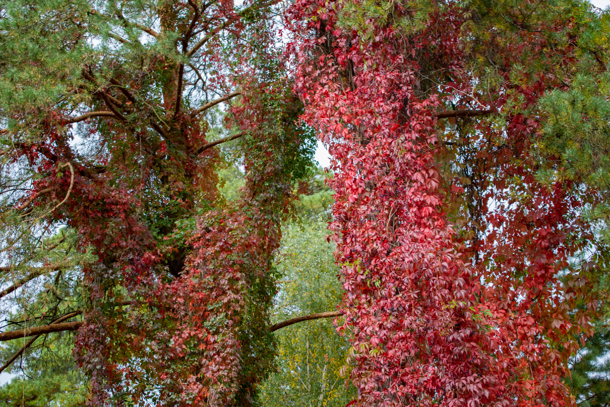 Девичий виноград пятилисточковый. Фотография автора статьи. 