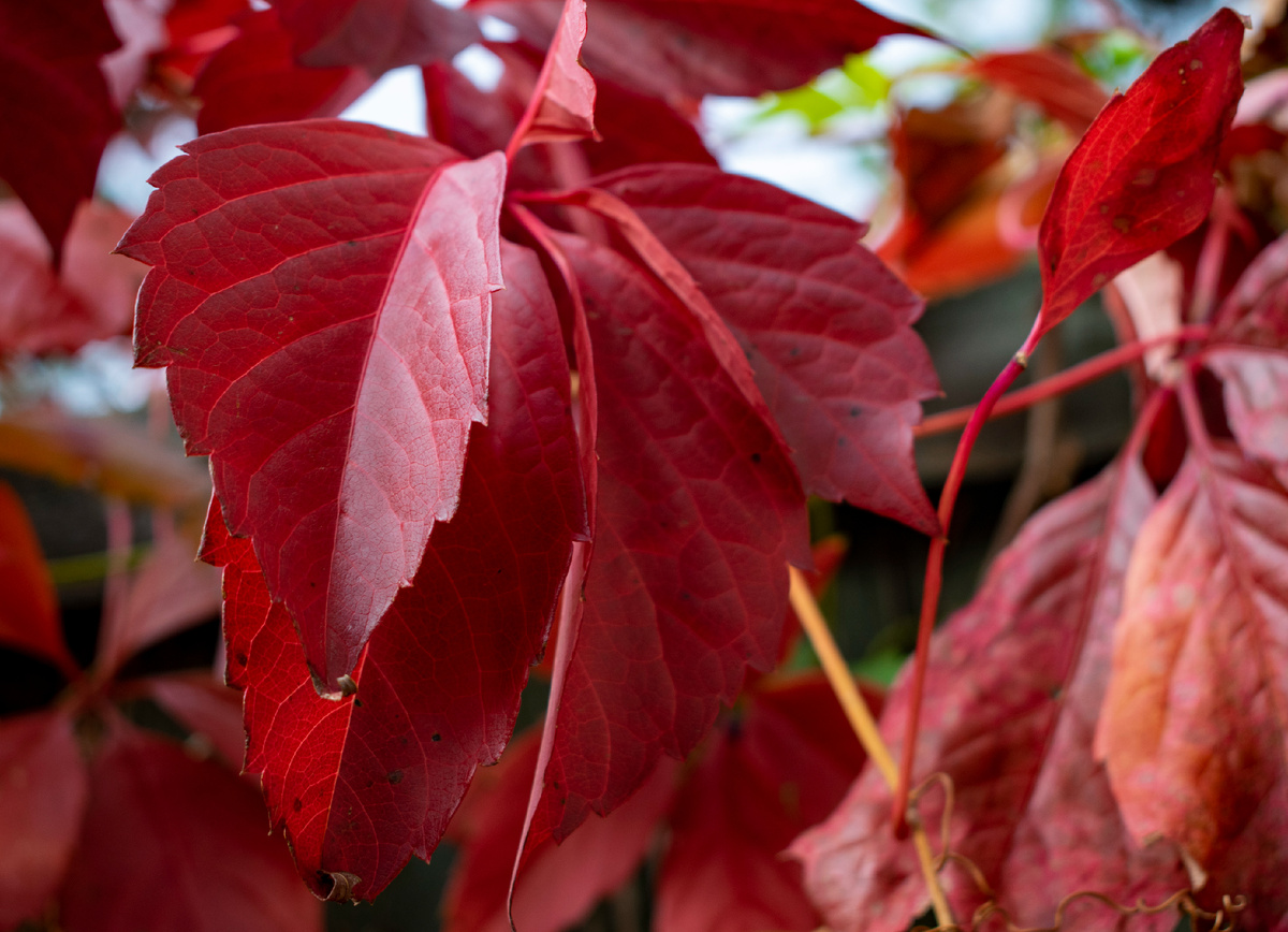 Девичий виноград пятилисточковый. Фотография автора статьи. 