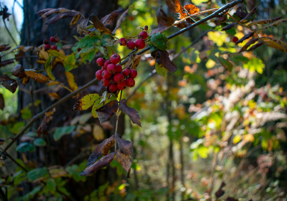 Фотография автора статьи. 