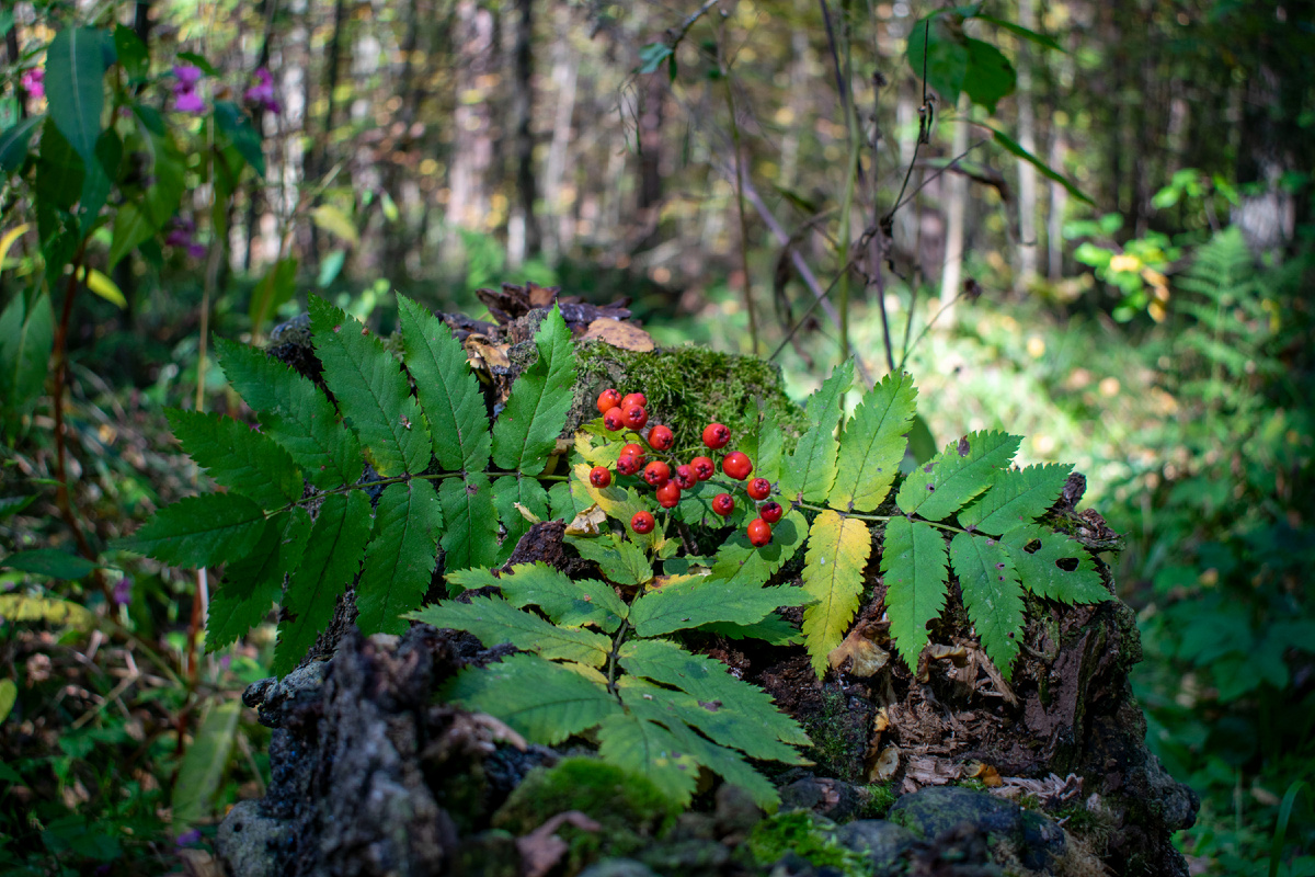 Фотография автора статьи. 