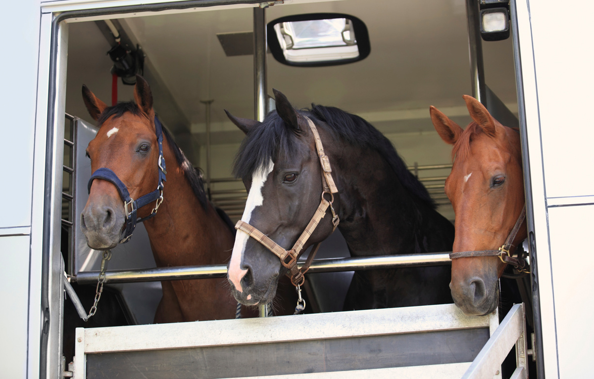 Путешественики