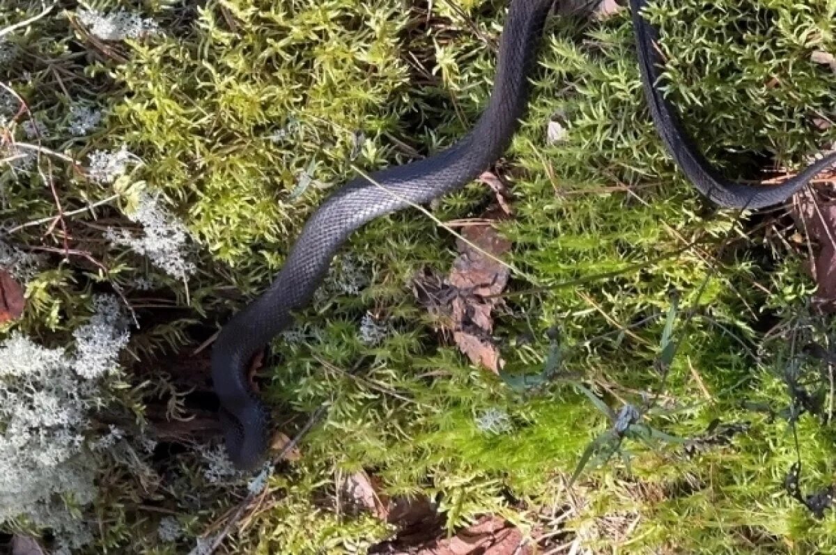    Жительницу Тверской области испугала метровая чёрная гадюка