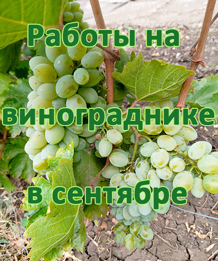 Работы на винограднике в сентябре.