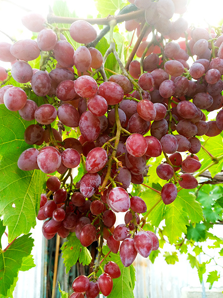 Грёзы Елены.