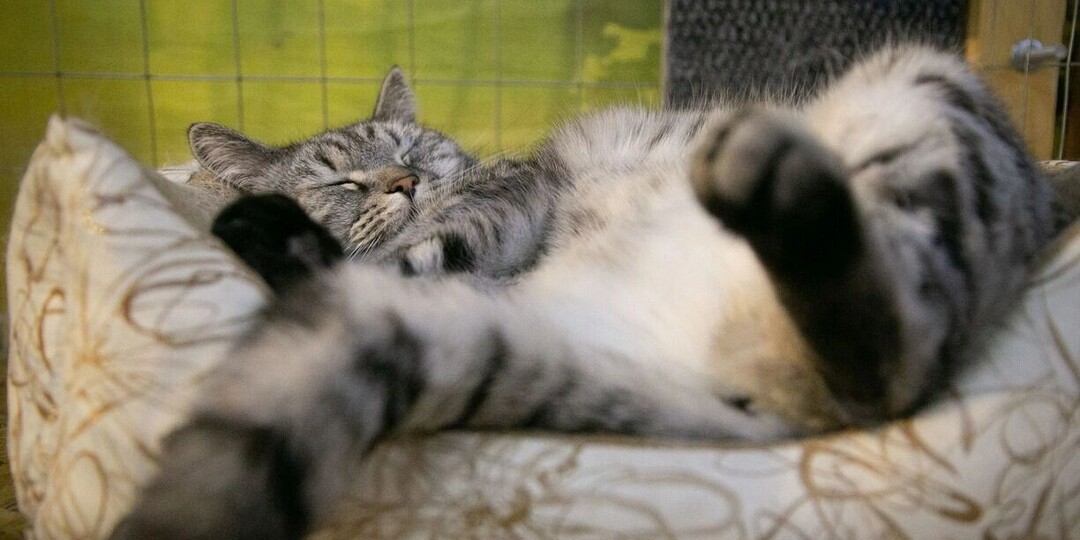 Полмиллиона за кота: как выглядят самые дорогие кошки, которых можно купить в Ростове