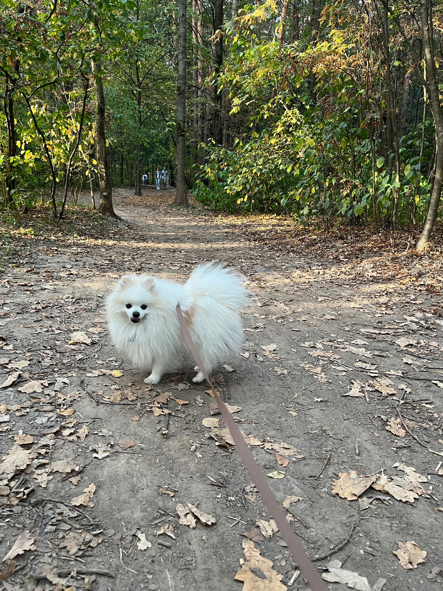 И как так можно с родной псинкой?