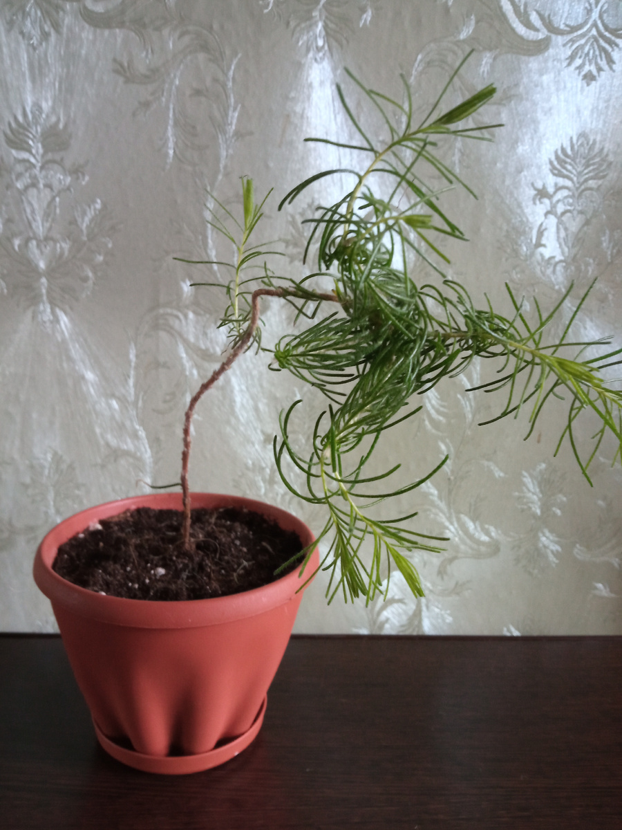 Это уже после первой пересадки