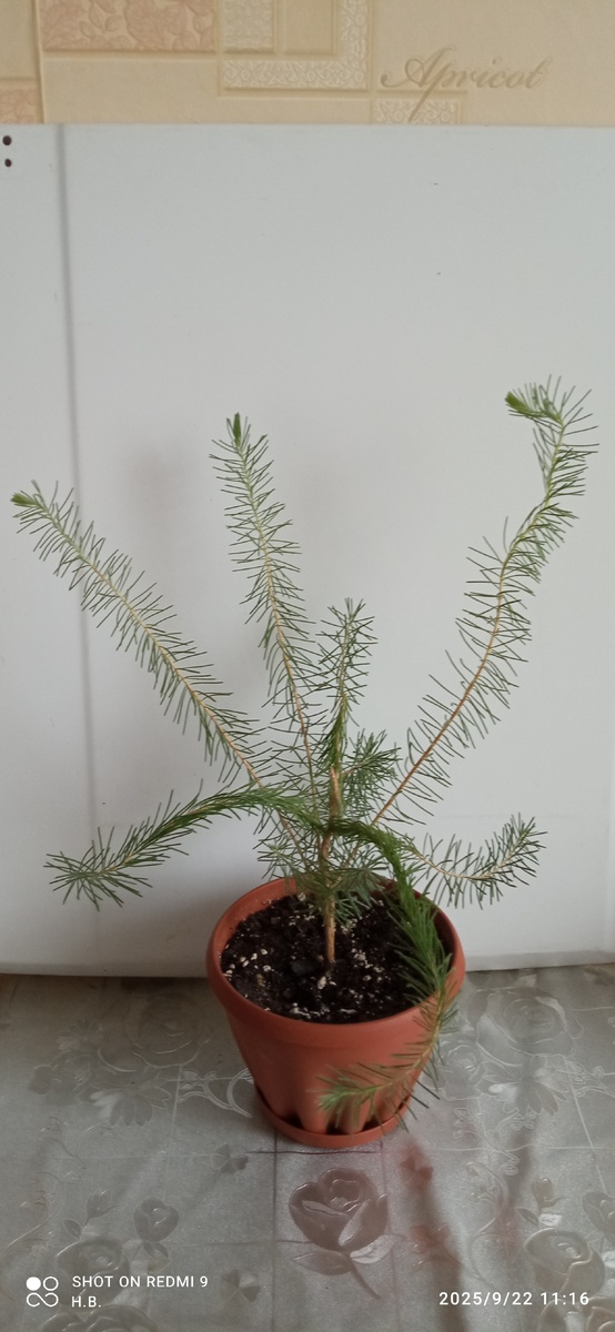 Осталось дождаться цветения