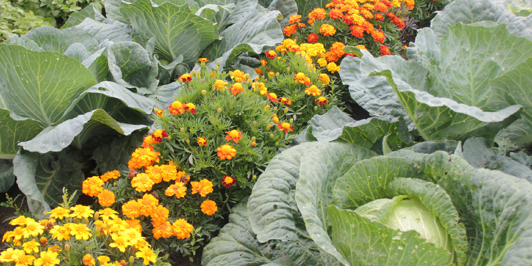 Бархатцы в капусте: рассказываю, помоги ли цветы от гусениц