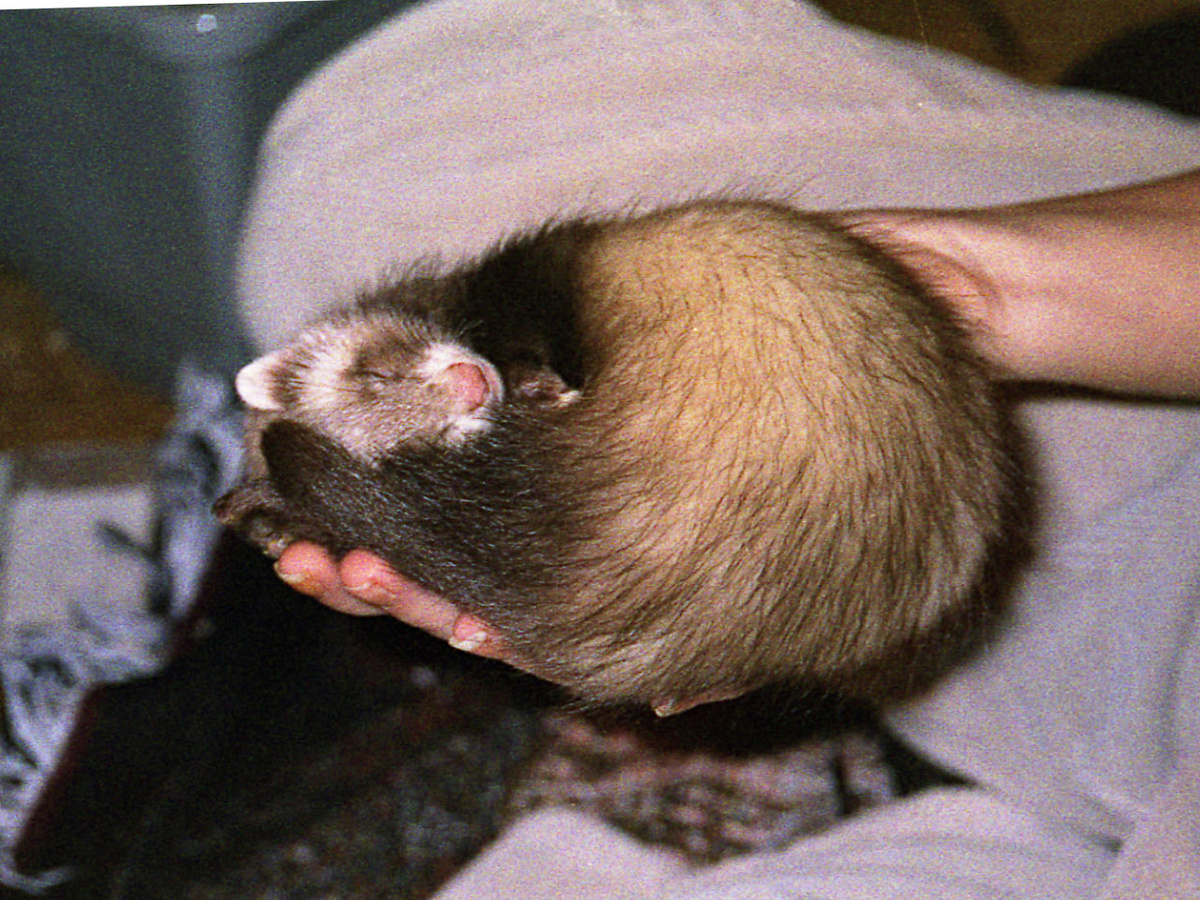 На минуточку, хорьки спят до 18-20 часов в сутки! А в период бодрствования проявляют невероятную активность. Фотография: pasfam CC BY 2.0