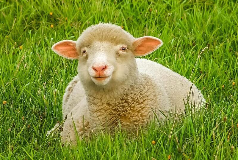    Жвачное млекопитающее животное