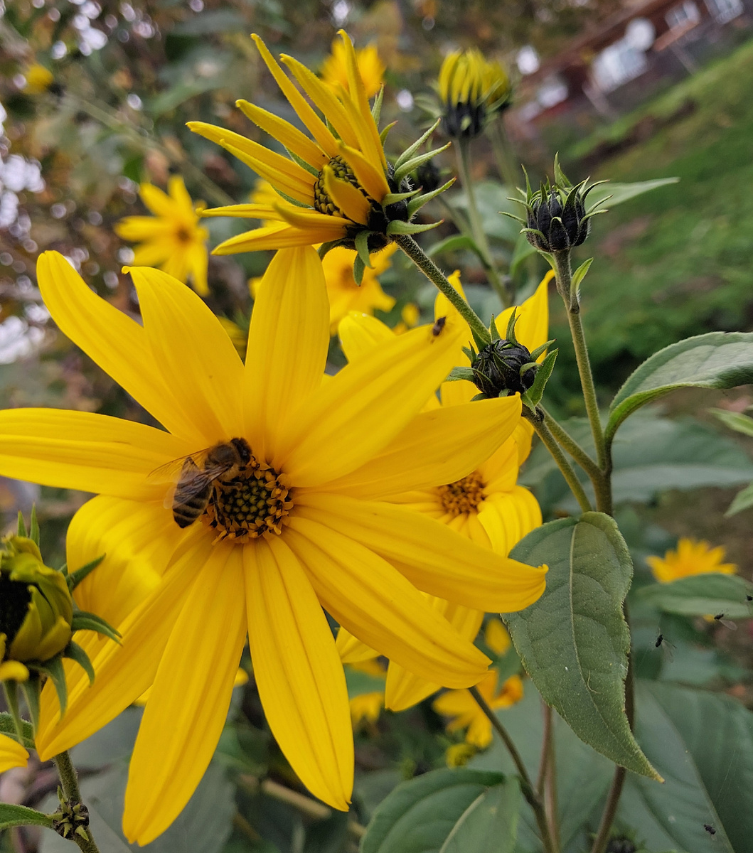 Пчёлка на цветке топинамбура (фото автора)