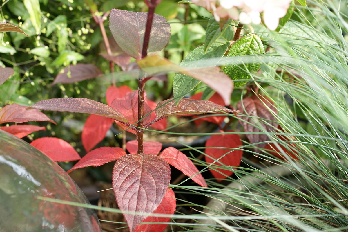 Начеренкованная по ошибке 'Самарская Лидия' окрасила листву, и мне захотелось поставить её в мой осенний контейнерный садик. 