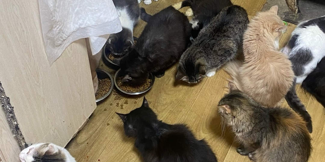 Хорошие новости из приюта. Кто уехал домой?