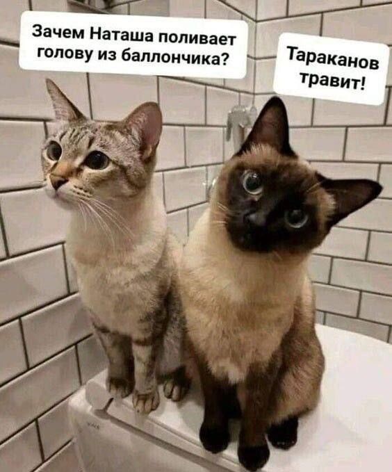 Из открытых источников интернета 