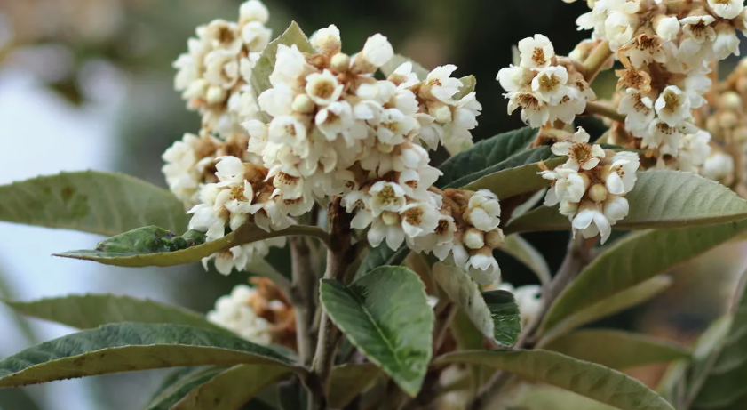 цветение мушмулы