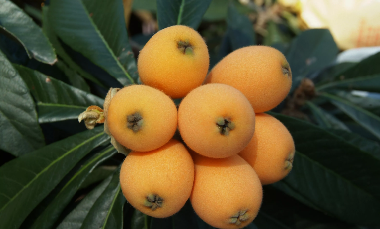 Новинка садоводства: теперь мушмула может расти и в средней полосе России или все-таки блеф?