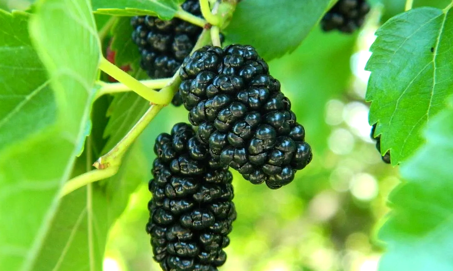 Шелковица и её невероятные свойства