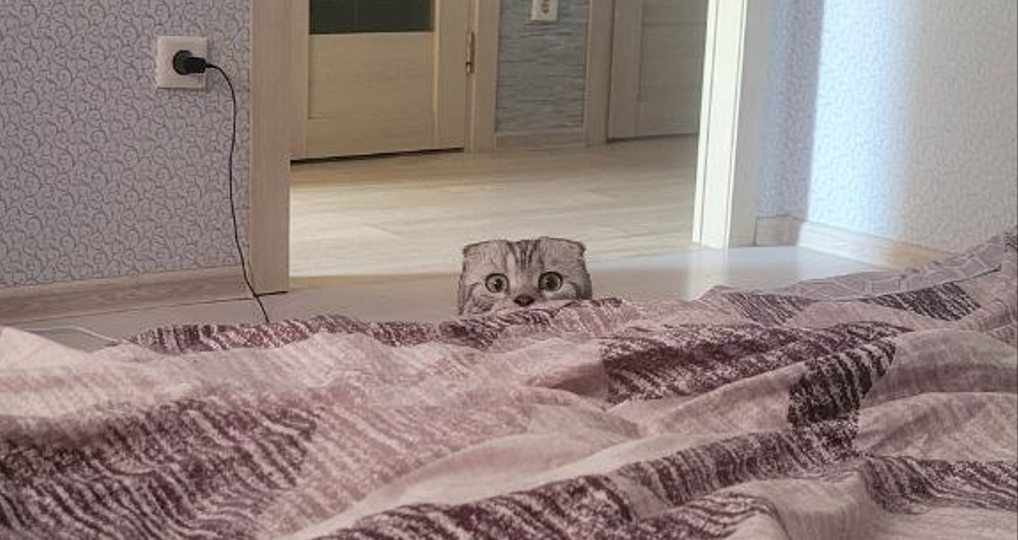 Почему кошка будит хозяев по утрам