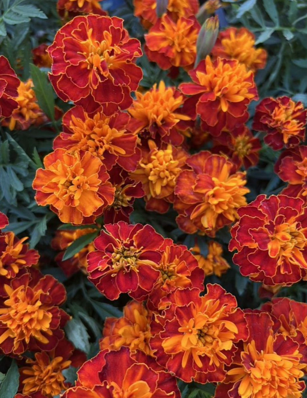 Фото с моего участка 