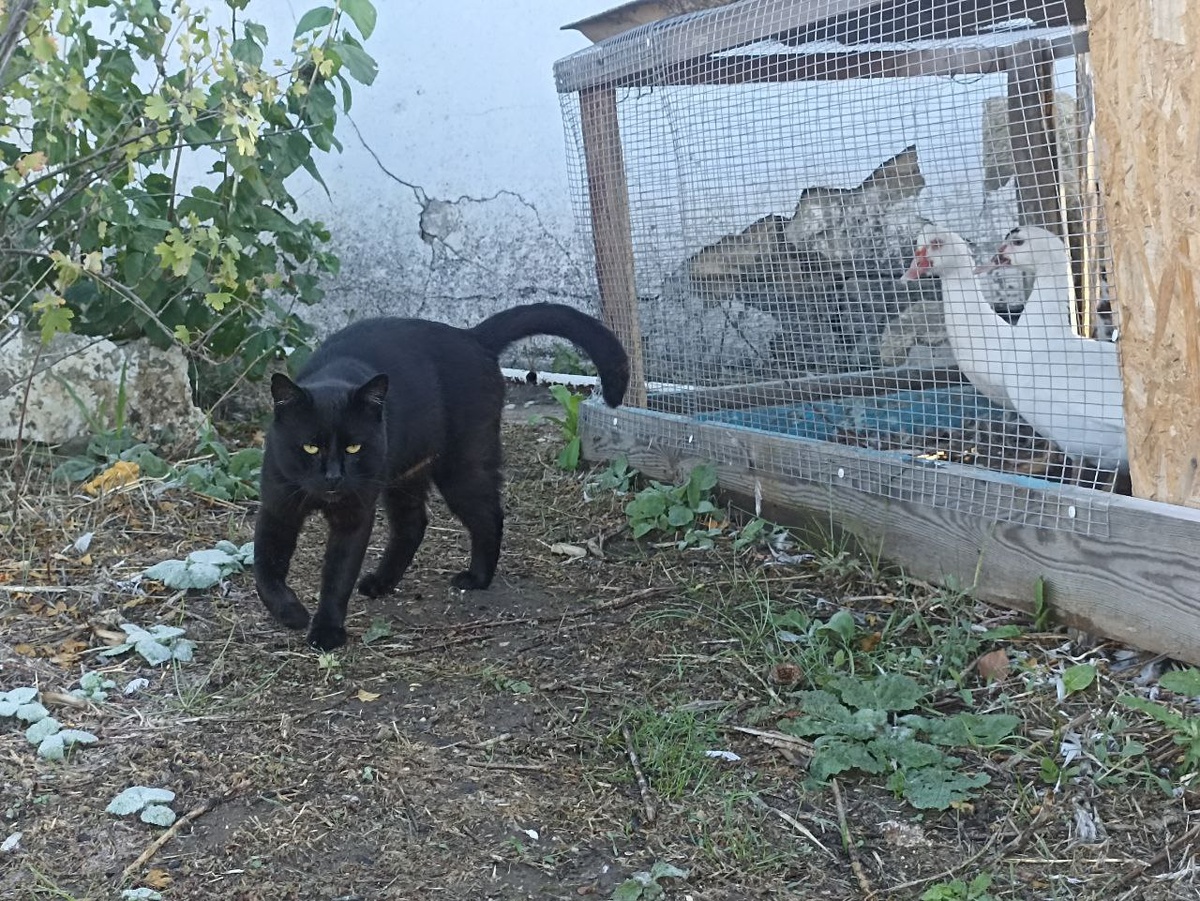 Не, передумал )))