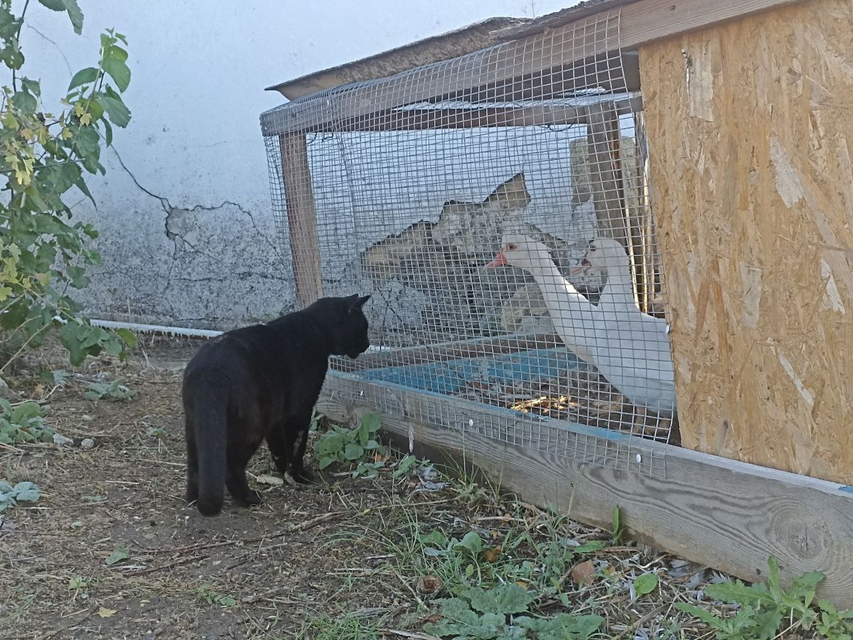 Что-то этот кот замышляет....