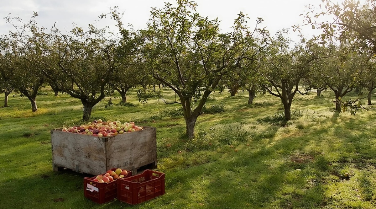 Яблоневая плантация в Нормандии