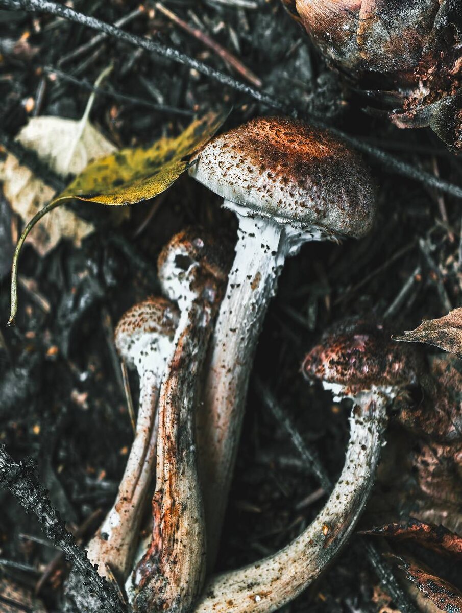 Опята. Мы любим их за нежный вкус, но для деревьев это настоящие убийцы