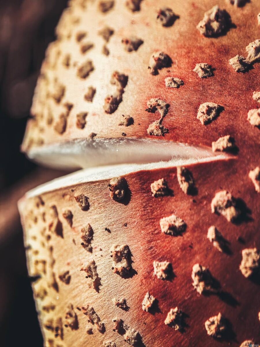 Мухомор, и этим все сказано