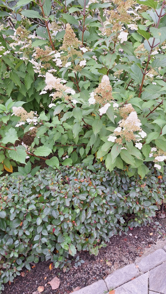 Фото автора, декоративные растения в красивом ухоженном саду.
