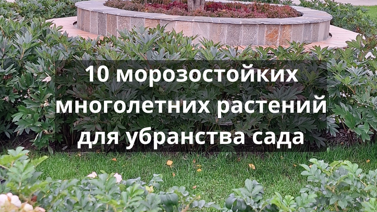 10 видов многолетников для сада