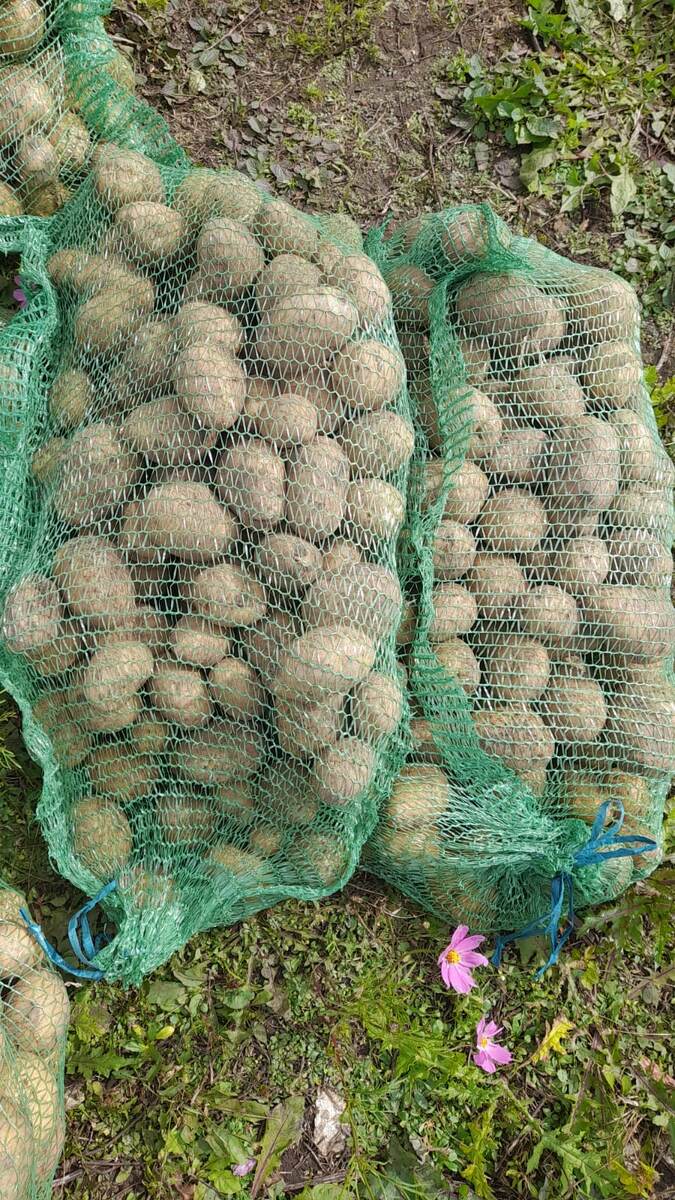 Картошка с конкурса красоты, фото автора 