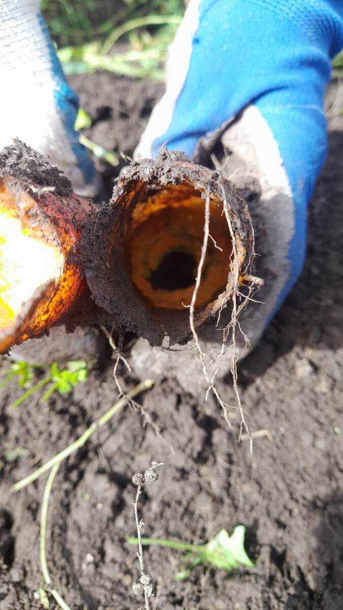 Вот так погрызли морковь, впервые вижу