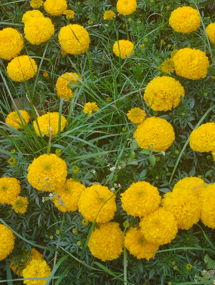 Бархатцы на газоне. ЗДЕСЬ и далее фото автора и(или) из личного архива автора, если не указано иначе.